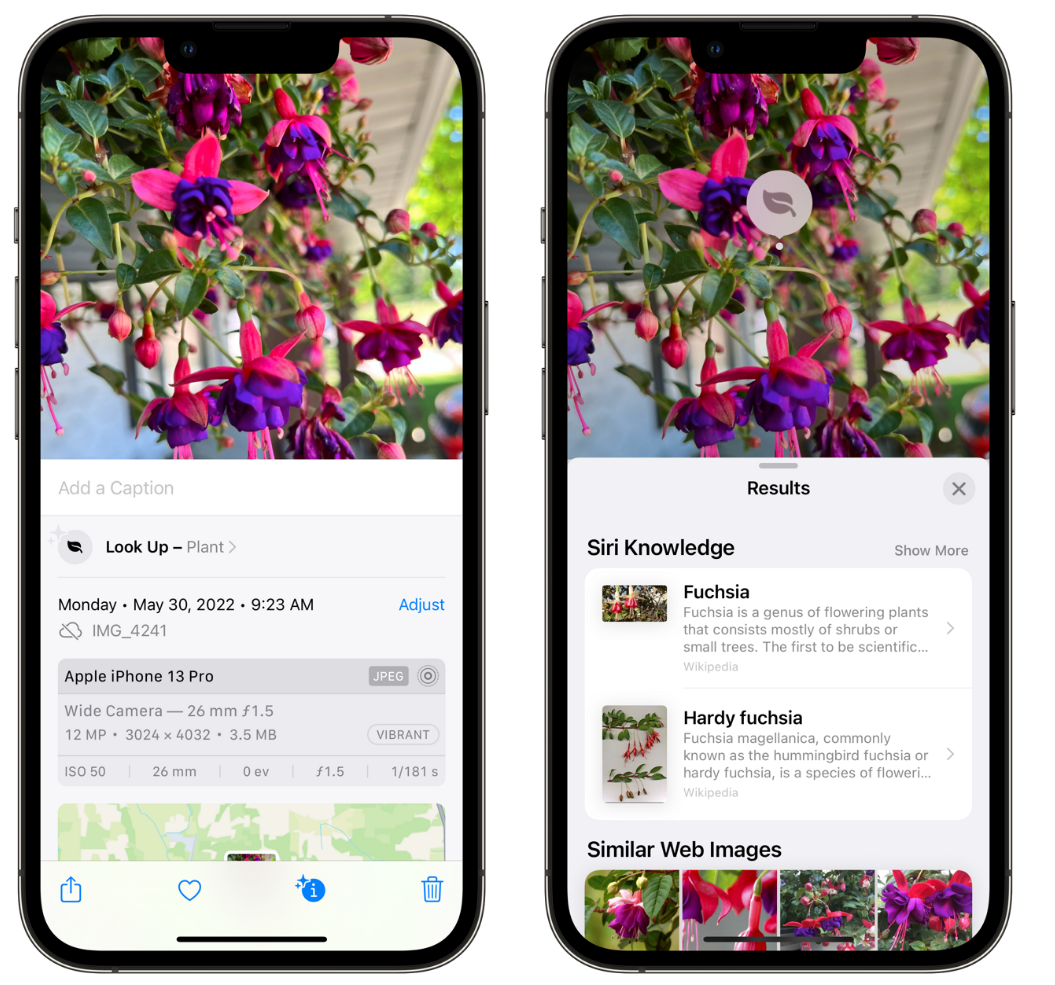 余姚苹果手机维修分享小技巧：使用 iPhone 相机识别花卉植物 